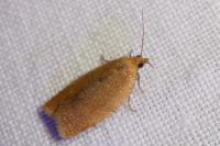 Clepsis consimilana