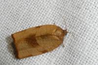 Cacoecimorpha pronubana
