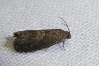 Grapholita molesta