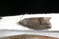 Cydia splendana