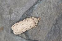 Agonopterix adspersella