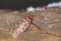 Agonopterix ferocella