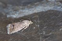 Cydia splendana