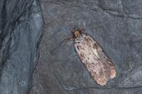 Depressaria ululana
