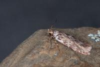 Depressaria ululana