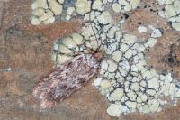 Depressaria ululana