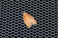 Carcina quercana