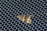 Celypha lacunana
