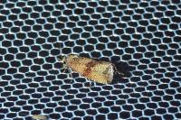 Celypha striana