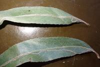 Phyllocnistis saligna