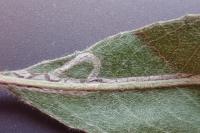 Phyllocnistis saligna