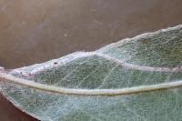 Phyllocnistis saligna