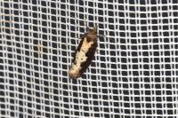 Epinotia caprana