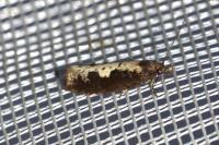 Epinotia caprana