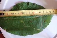 Lyonetia clerkella
