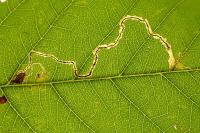 Lyonetia clerkella