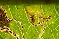 Lyonetia clerkella