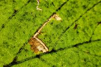 Stigmella tiliae