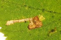 Stigmella tiliae