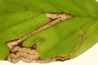 Stigmella hemargyrella