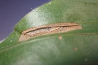 Phyllonorycter maestingella