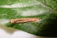 Phyllonorycter maestingella