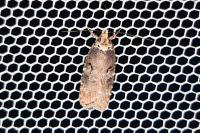 Agonopterix conterminella