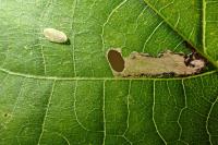 Coptodisca lucifluella