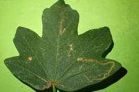 Stigmella aceris