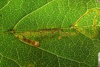 Stigmella aceris