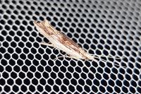 Ypsolopha scabrella