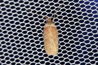 Agonopterix cnicella
