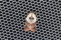 Acleris variegana
