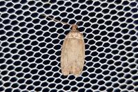 Agonopterix cnicella