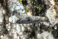 Swammerdamia compunctella