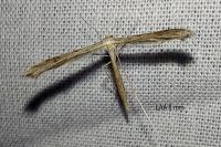 Stenoptilia zophodactyla
