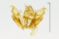 Stenoptilia zophodactyla