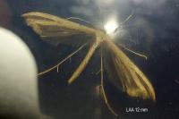 Emmelina monodactyla