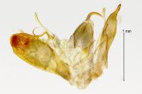 Emmelina monodactyla