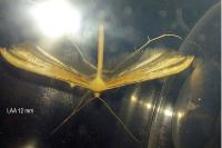 Emmelina monodactyla
