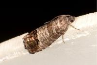 Cydia pomonella