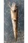 Zelleria oleastrella