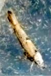 Zelleria oleastrella
