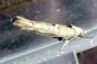 Zelleria oleastrella