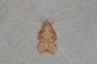 Carcina quercana