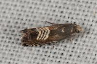 Grapholita compositella
