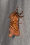 Triodia sylvina