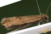 Bactra lancealana
