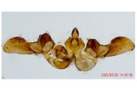 Bactra lancealana