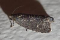Grapholita molesta